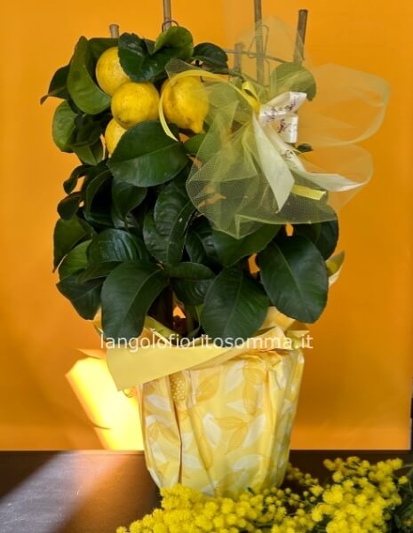 LIMONI-AMO? 🍋😚