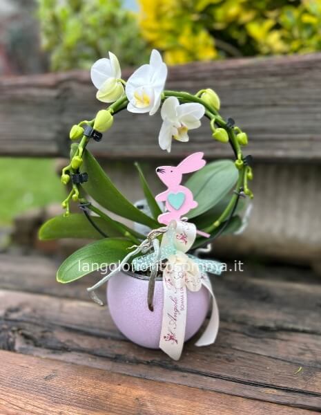 Orchidea mini abbraccio