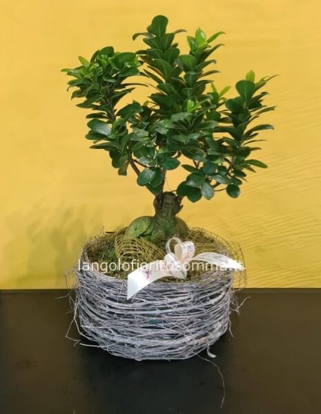 Ficus ginseng