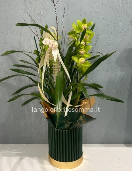 Cymbidium con cappelliera