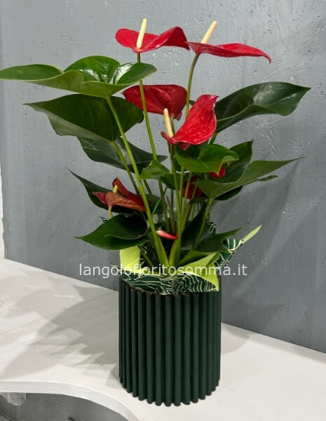 Anthurium rosso