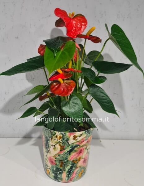 Anthurium arancione