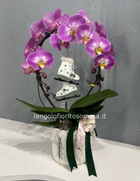 Orchidea Abbraccio a fiore gigante