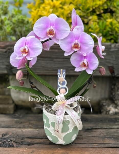 Orchidea Abbraccio a fiore gigante