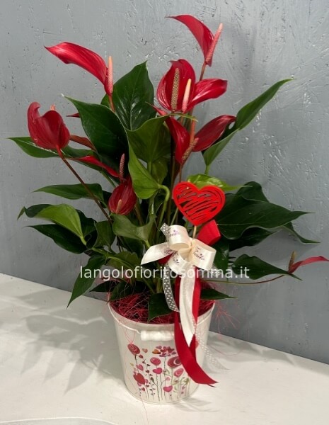 Anthurium million flowers rosso