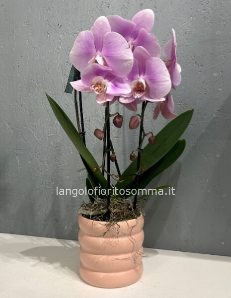 Orchidea doppia cascata fiore gigante