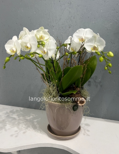 Composizione Tablo Extra