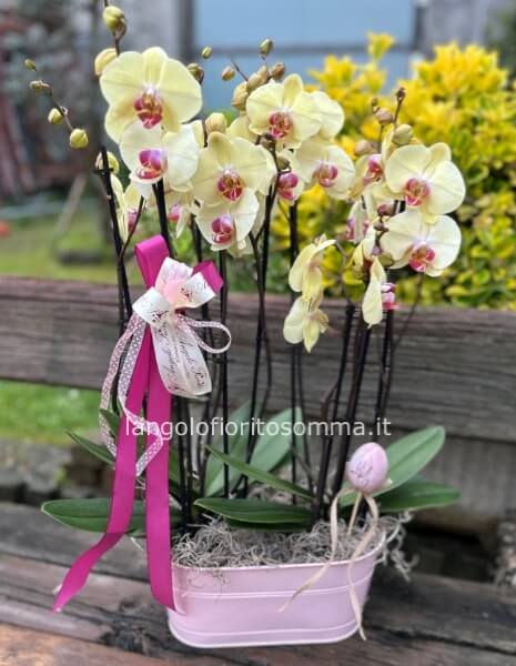 Composizione con due orchidee