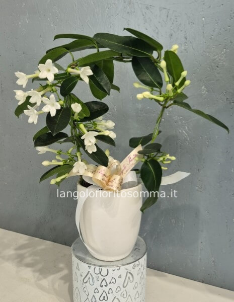 Orchidea Stephanotis