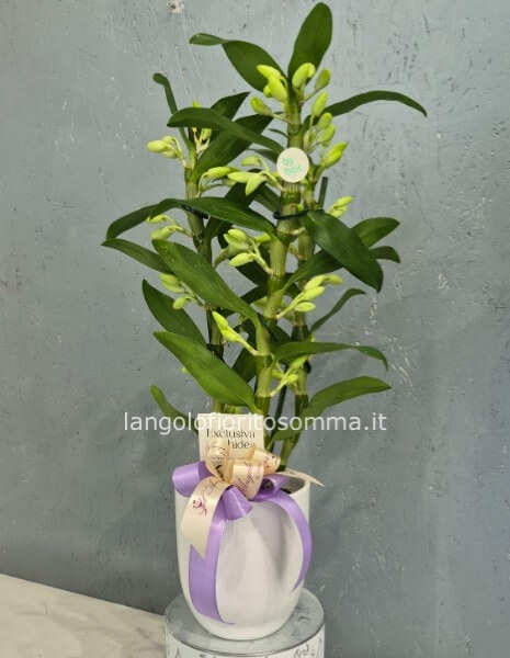 Orchidea Dendrobium