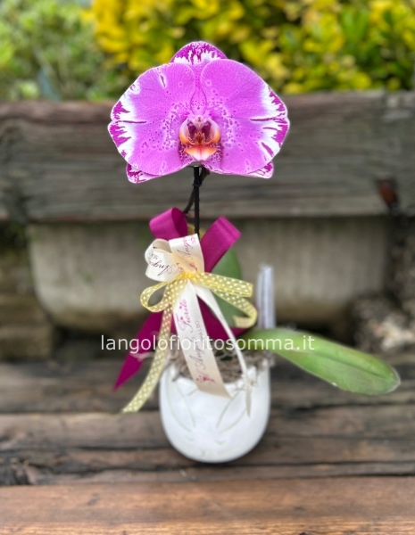 Orchidea Singolo