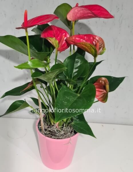 Anthurium rosa