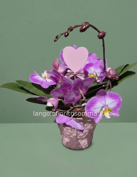 Orchidea Vortice Dioro