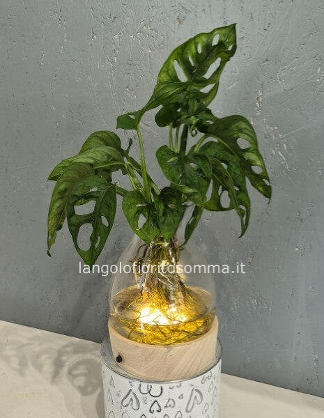 Monstera in Idroponica
