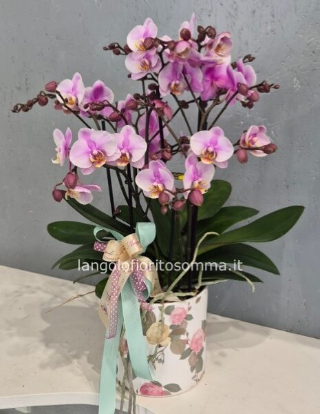 Orchidea Phalenopsis Boquetto