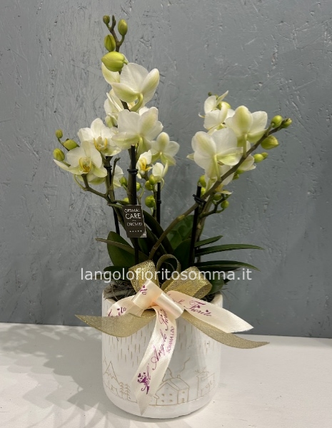 Orchidea Phalenopsis Bouquetto